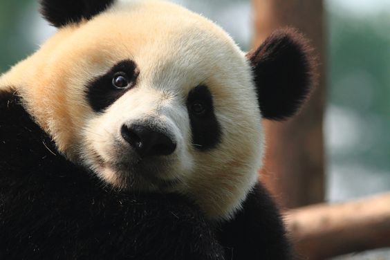 Nine reasons to feel hopeful for wildlife