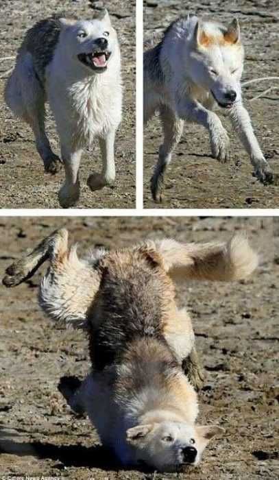 30 Funny Animal Pictures And Memes You Won\'t Stop Laughing At