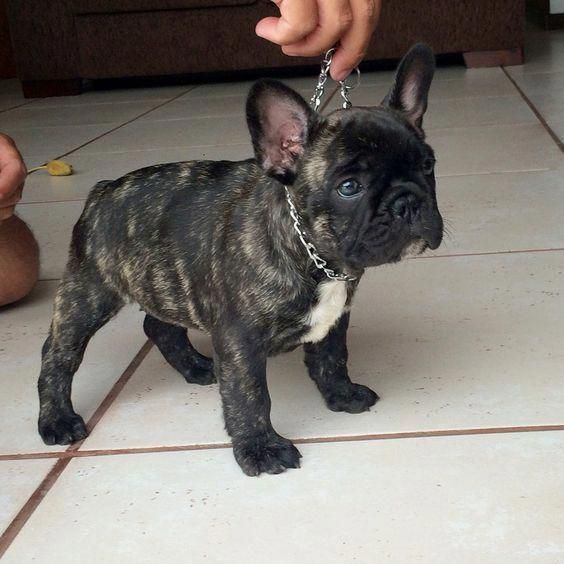 Fawn French Bulldog Love This Colour French Bulldog Funny Fawn French Bulldog French Bulldog Full Grown