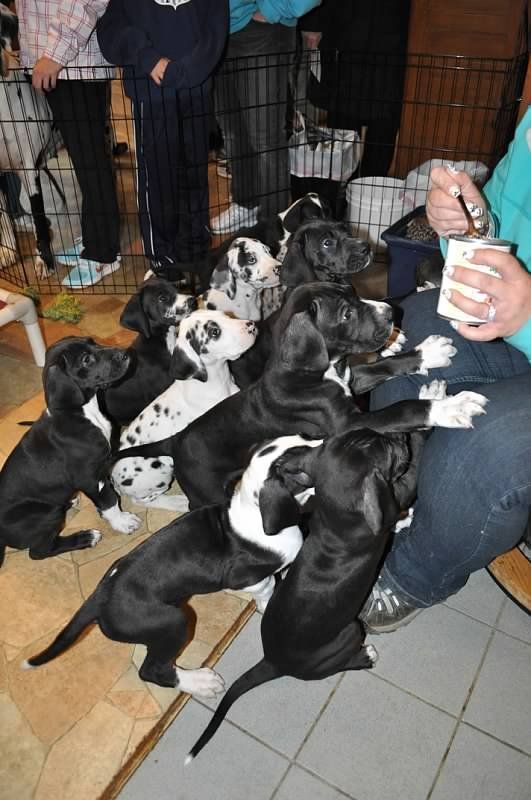 Great Danes Puppy Litter Of 10 Great Dane Puppies Waiting For Food