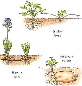 Cuaderno De Ciencias Naturales Esquemas Explicativos De La Reproduccion En Plantas Reproduccion De Plantas Cuadernos De Ciencias Plantas
