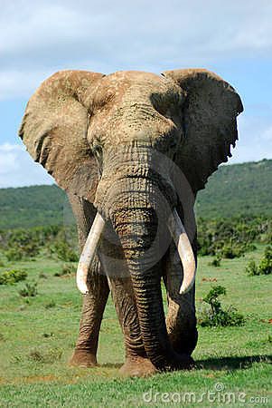 African Elephant Bull - Download From Over 41 Million High Quality Stock Photos, Images, Vectors. Sign up for FREE today. Image: 3999617