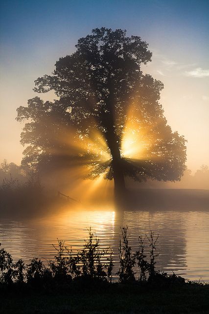 Oak