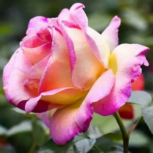 Beautiful Flowers