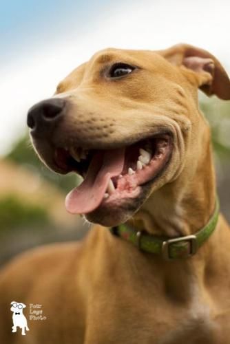 Pin On Pitbull Terrier Lover Don T Judge My Breed And I Won T