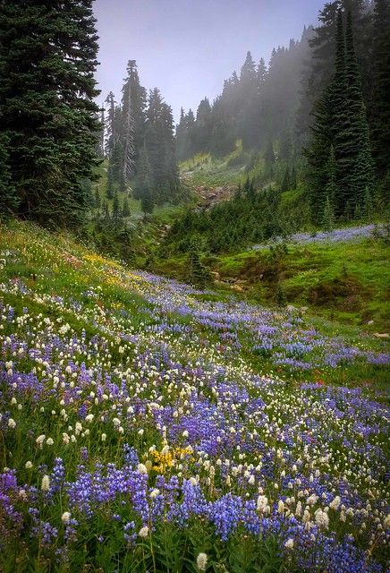 Misty Valley