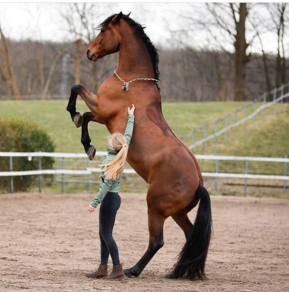Liberty training of horses