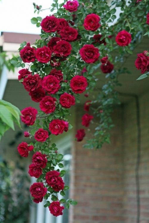 ~Rose Cottage Love~