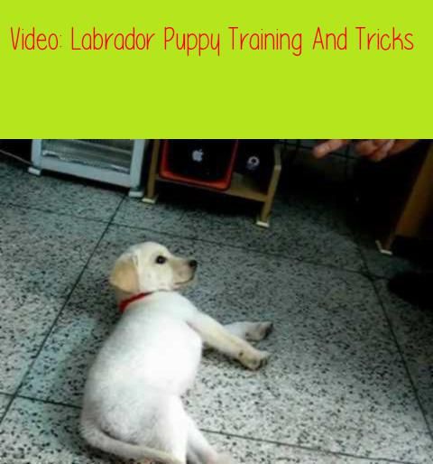 Labrador Puppy Training And Trickstranscript Sit Shake Hand