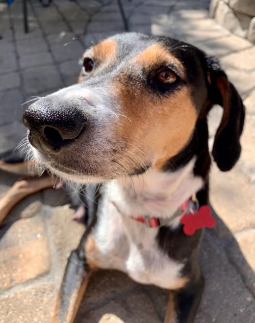 Adopt Honey In Ri On Dogs Adoption Animals