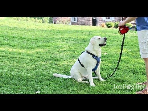 How To Teach Your Dog To Walk On A Leash Youtube Dogs Your