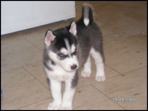 Siberian Husky Puppies For Sale In Ma