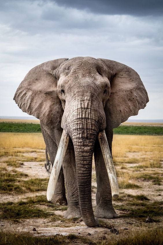 If you Love Elephants, You Must Click the Photo🔥 Exclusive Elephant Related Products on Sale for a Limited Time Only! Tag an Elephant Lover! #wildlife #wildlifephotography #wildlifeonearth #elephant #elephants #elephantlove #elephantlover #elephantlovers #elephant🐘 #elephantsworld #saveelephants #savetheelephants #loveelephants #elephantsareawesome #elephantsarethebest