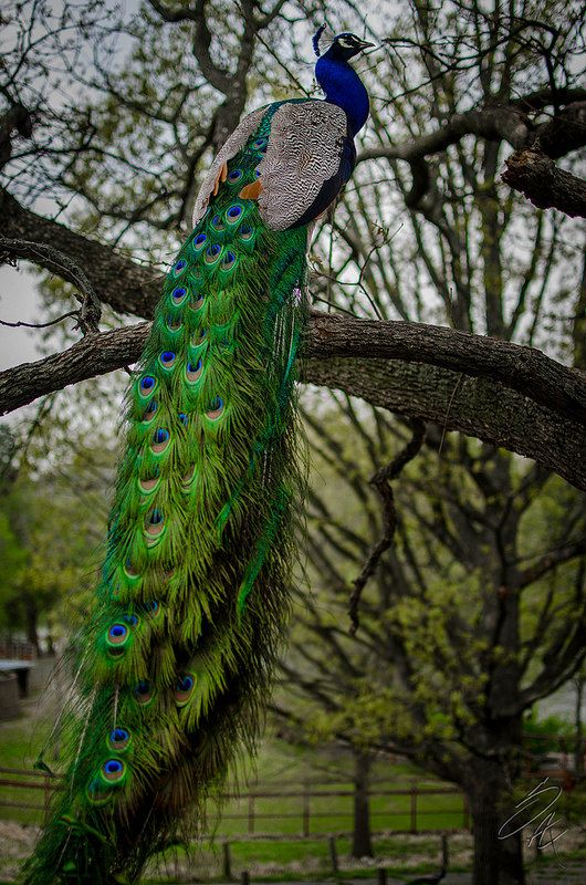 Peacock Sitting on a Tree Branch