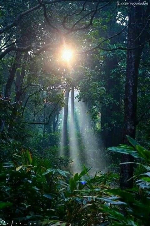 #Natural #Kerala #Gods_own_country