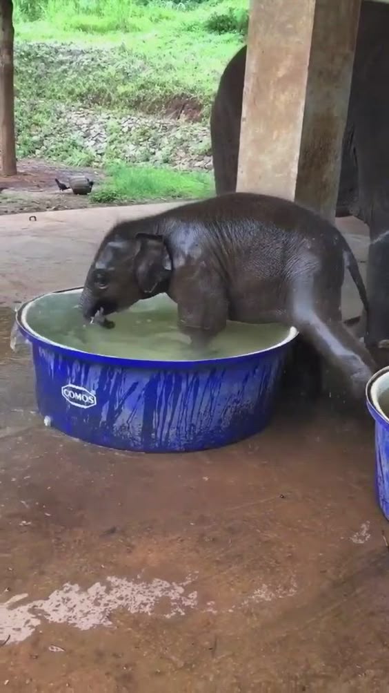 Baby Elephant