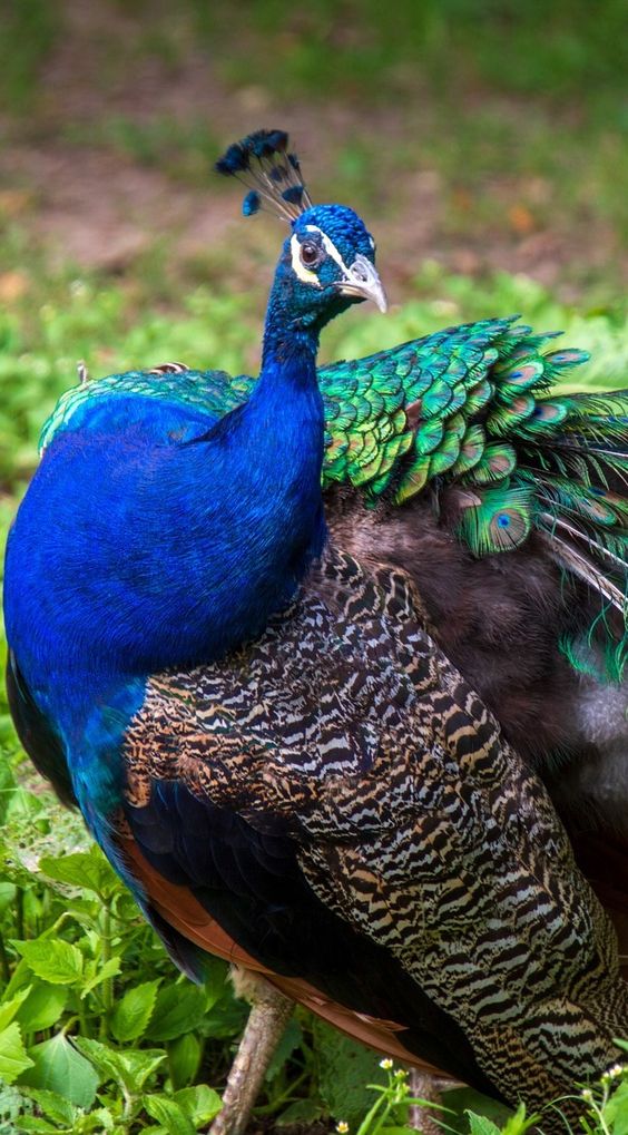 About Wild Animals: A beautiful peacock