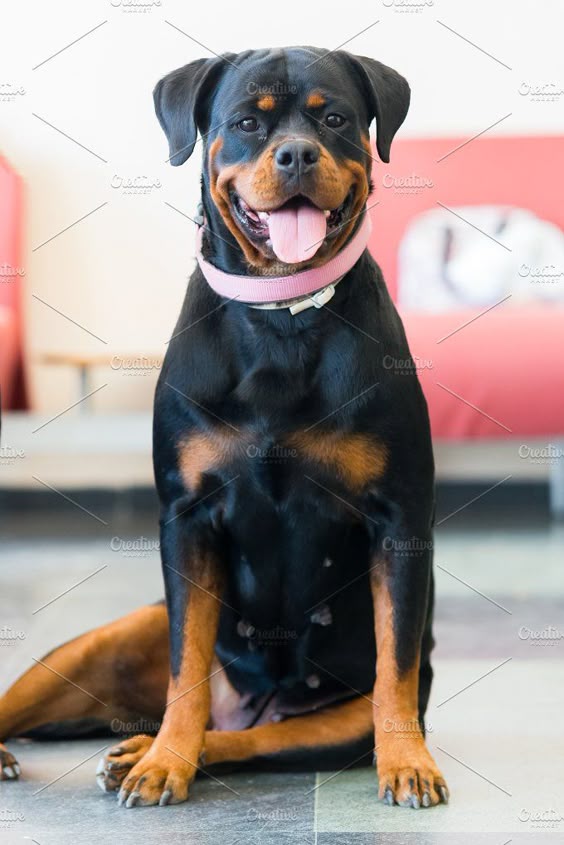 Rottweiler female dog by Fotoeventis on @creativemarket