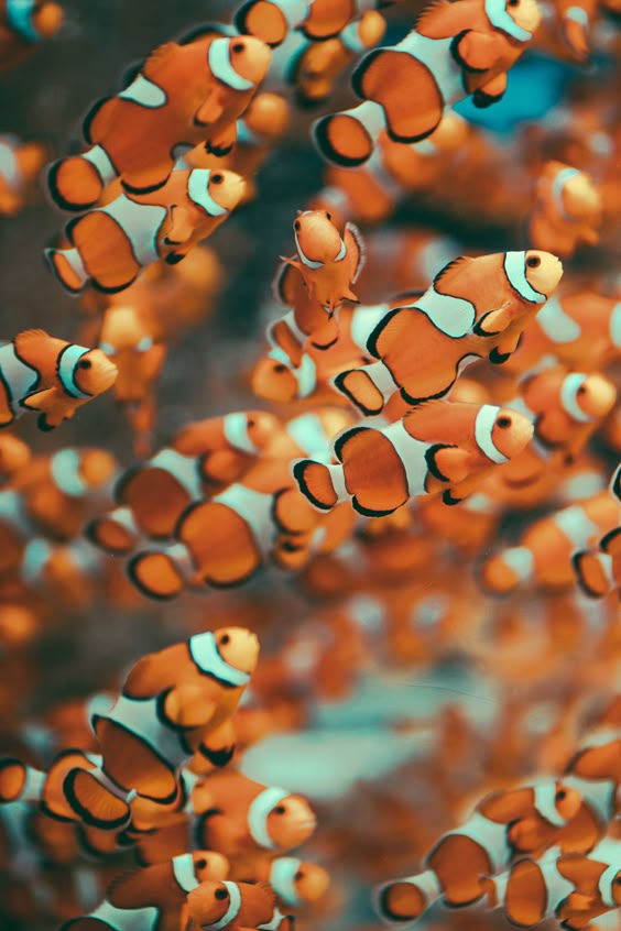 🍣memorandum: Photo
