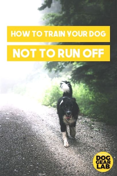 Dog Training Equipment K9 Quail Dog Training Pitbull Dog
