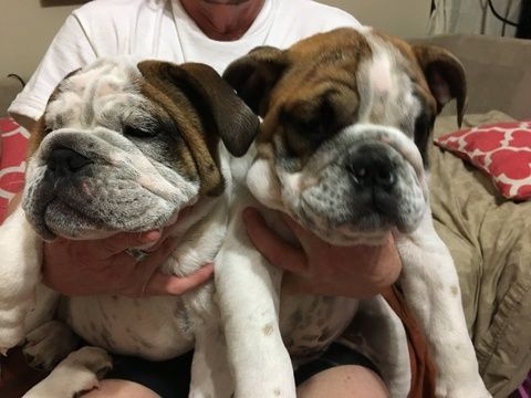 English Bulldog Puppy For Sale In Horn Lake Ms Adn 70837 On