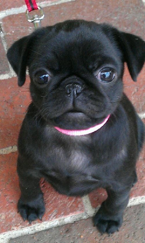 How To Draw Cute Animals With Big Eyes With Images Baby Pugs