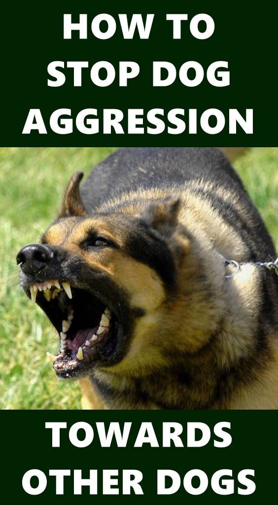 Dog Aggression Can Be A Serious Problem For Pet Owners Your Dog