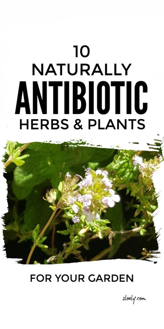 These naturally antibiotic herbs and plants are in easy to grow in a simple herb garden in containers and can be used to treat tooth ache, sore throats, UTIs, sinus infections and more in simple natural herbal remedies and added to healthy herbal recipes. #naturalantibiotics #antibioticherbs #herbalremedies #herbgarden