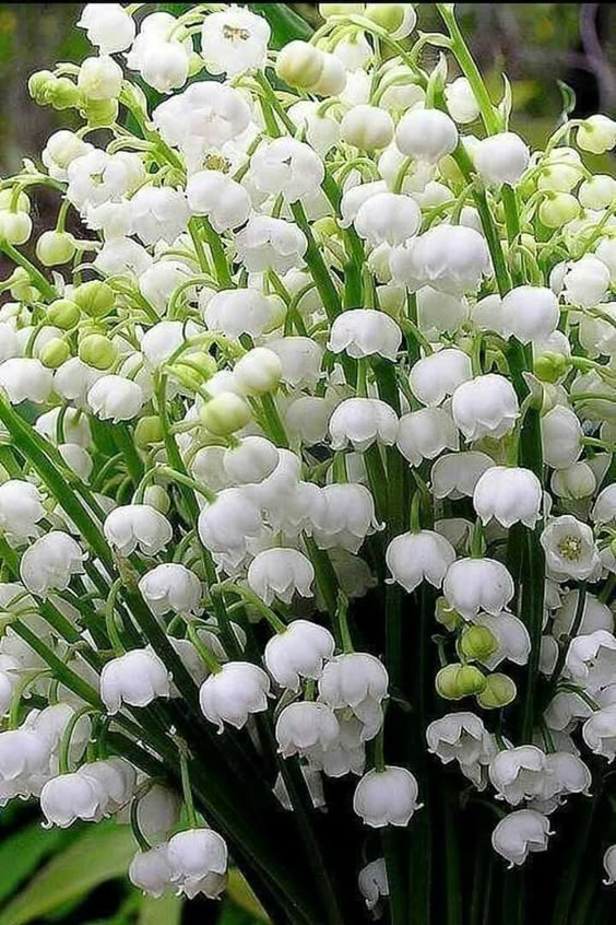 Lily of the valley flower facts