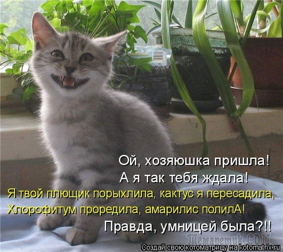 "Коты и др." (3-я часть)