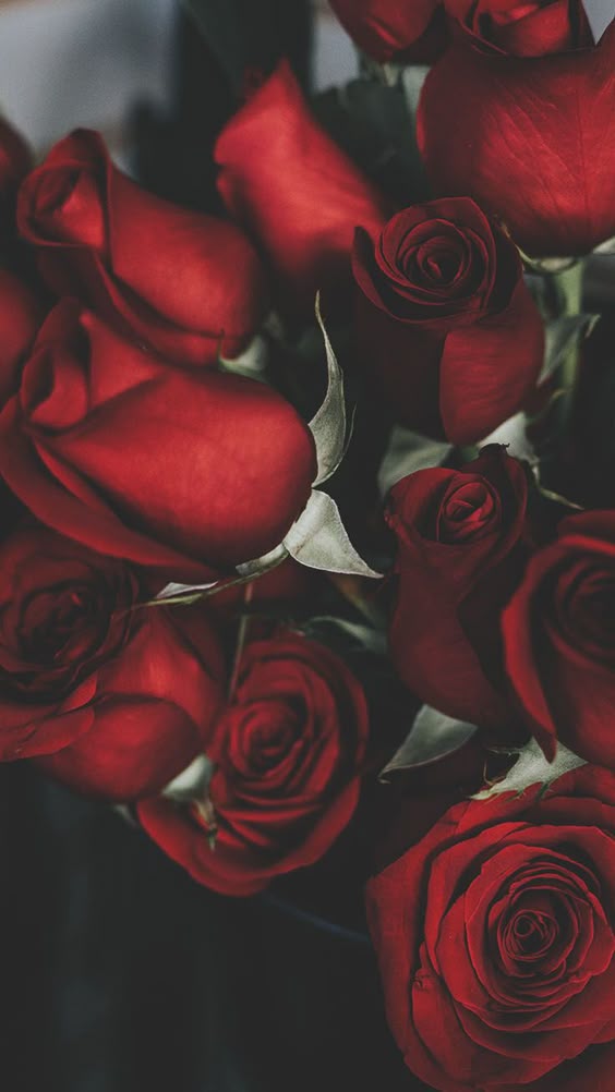 45 Beautiful Roses Wallpaper Backgrounds For iPhone