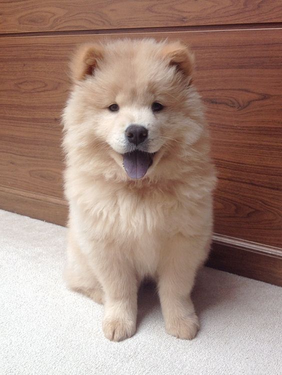 Chow Chow Puppy This Breed Is Just So Cute Amp Fluffy With