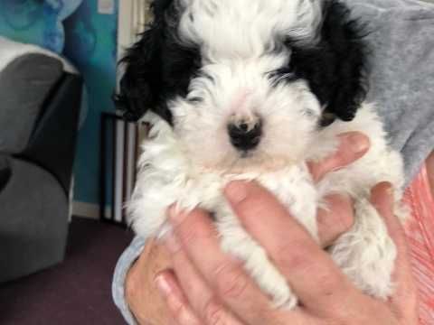 Shihpoo Puppies Shih Poo Puppies Pets