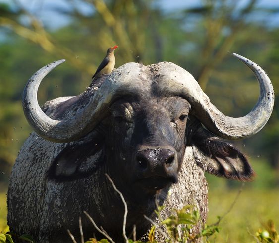 Buffalo. Download this photo by Lewie Embling on Unsplash