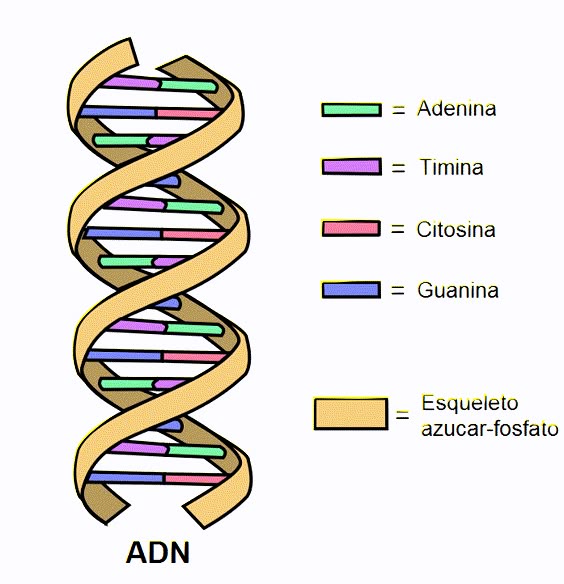 ADN: historia, funciones, estructura, componentes
