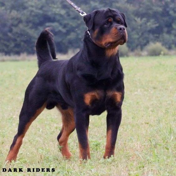 Bruno Dark Riders @kennel_dark_riders © ROTTWEILER #rottweiler #wdogsintheworld