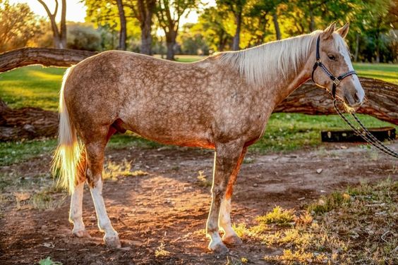 Dapple Palomino Horse Photos, Breeds, and Where to Buy