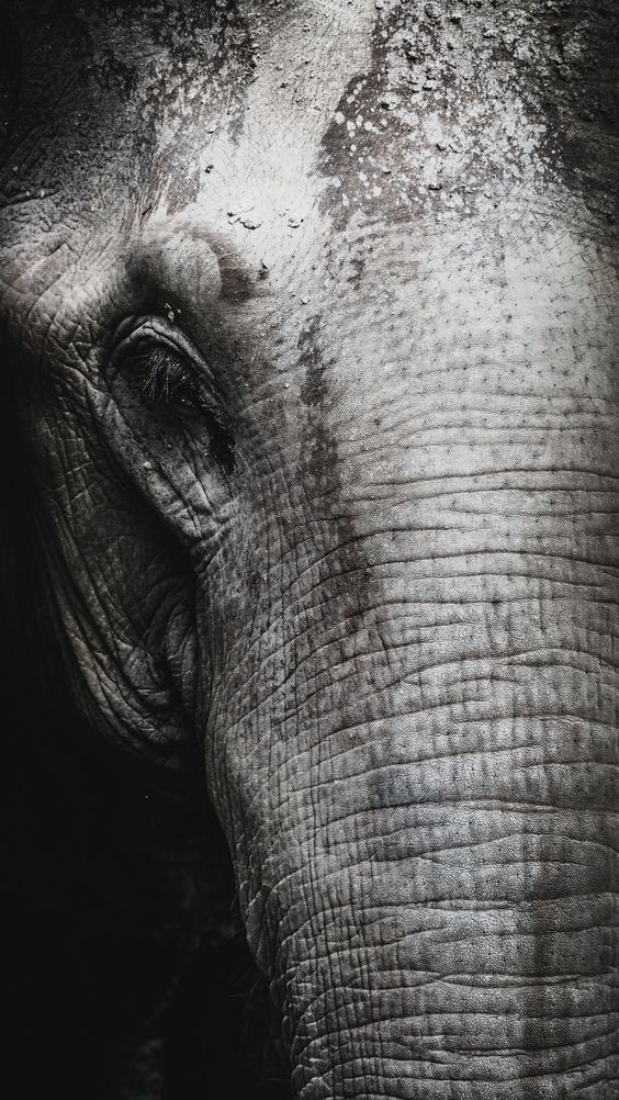 I travelled to Thailand and visited the Elephant Nature Park in Chiang Mai. I spent the day feeding, bathing and walking with these amazing creatures that had sadly experienced horrible things from the tourism and logging industry. It was an experience I’ll never forget.. Download this photo by Jack Hunter on Unsplash