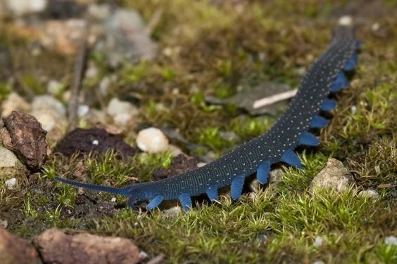 Velvet Worm (Euperipatoides sp.)