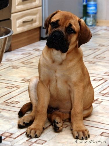 Bullmastiff Information Including Pictures Training Behavior Bullmastiff Information Including