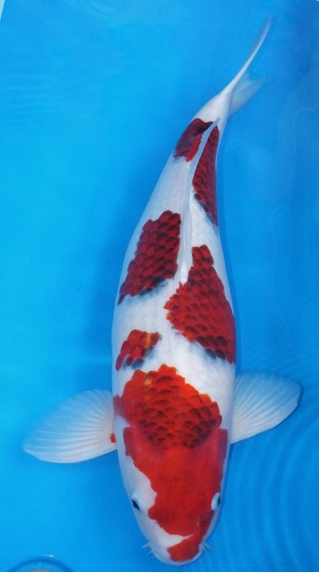 goromo koi 3 Ai Goromo