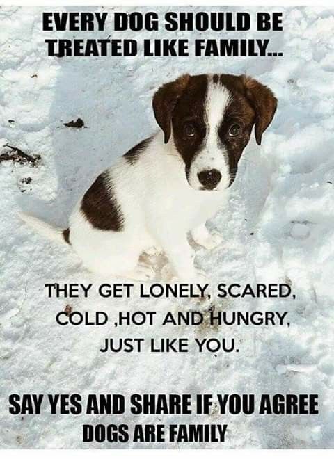 34+ Funny Quotes About Pets | Satire
