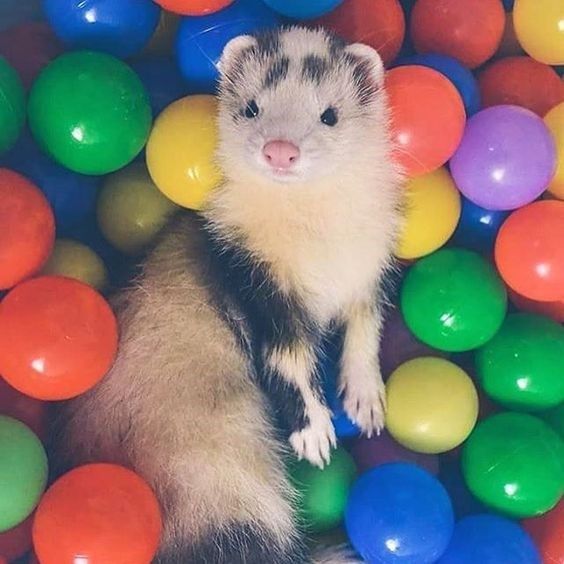 Giant 2020 Ferret Calendar In 2020 Ferret Cute Ferrets Animals