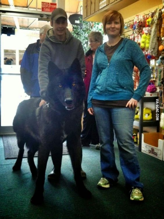 A black wolf hybrid. I would definitely ride this into battle