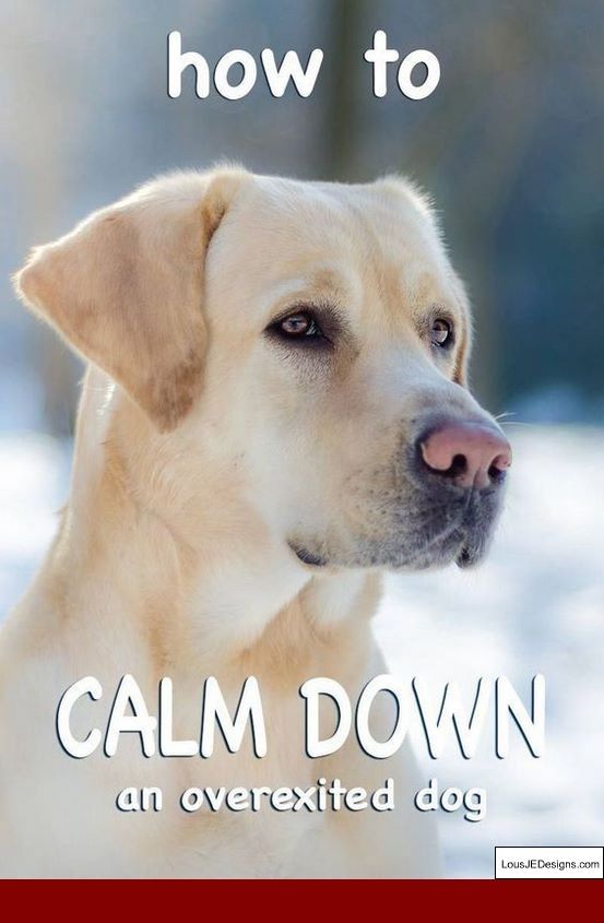 Cesar Millan Tips On Training Dogs And Pics Of Best Way To House