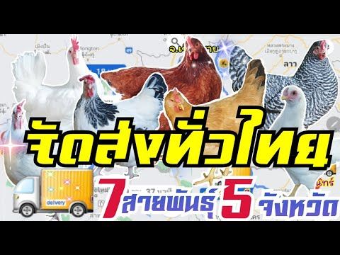 จ นนทบ ร เล ยงก นเยอะมากๆ