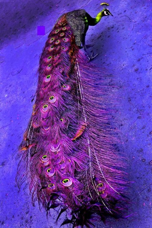 30 Deep and Rich Purple Colored Photographs