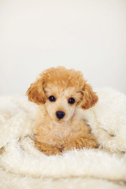teacup poodle cost, how much does a teacup poodle cost, teacup poodle chocolate