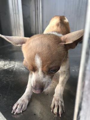 Fort Worth Tx Chihuahua Meet 40301024 A Pet For Adoption