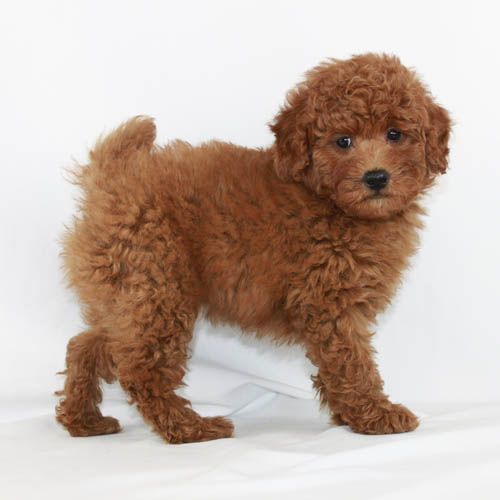 Toy Poodle Breeder Akc Puppies For Sale Los Angeles Ca From